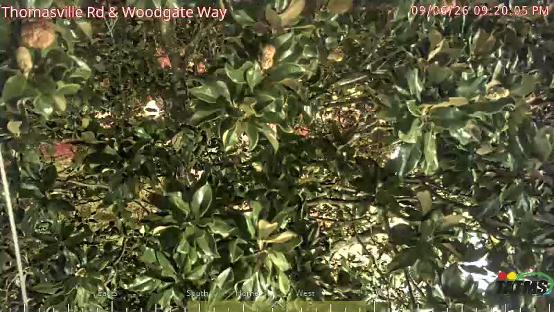 Thomasville Rd & Woodgate Way